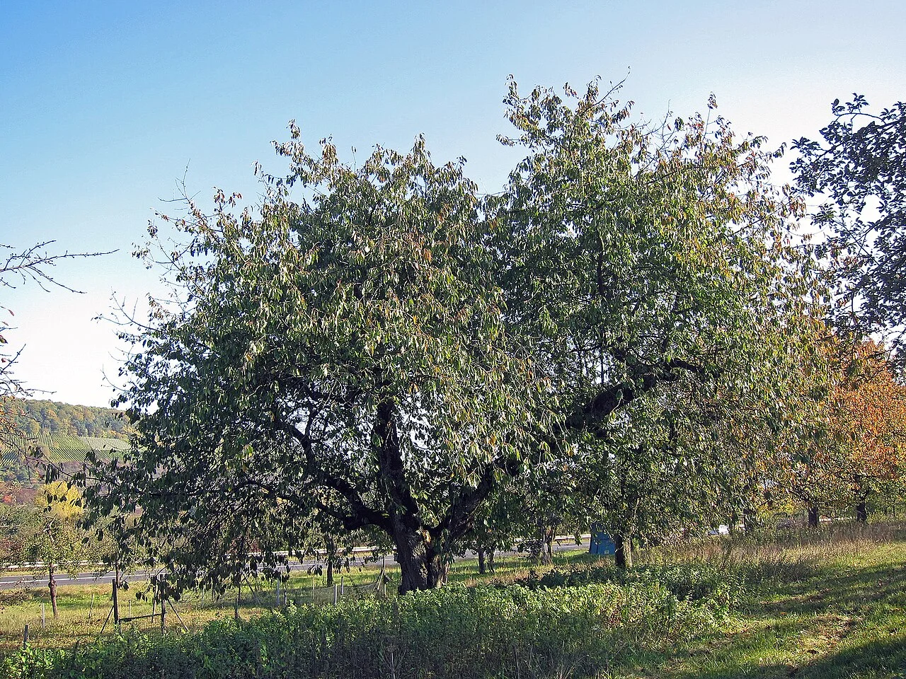 Photo of Margetshöchheim