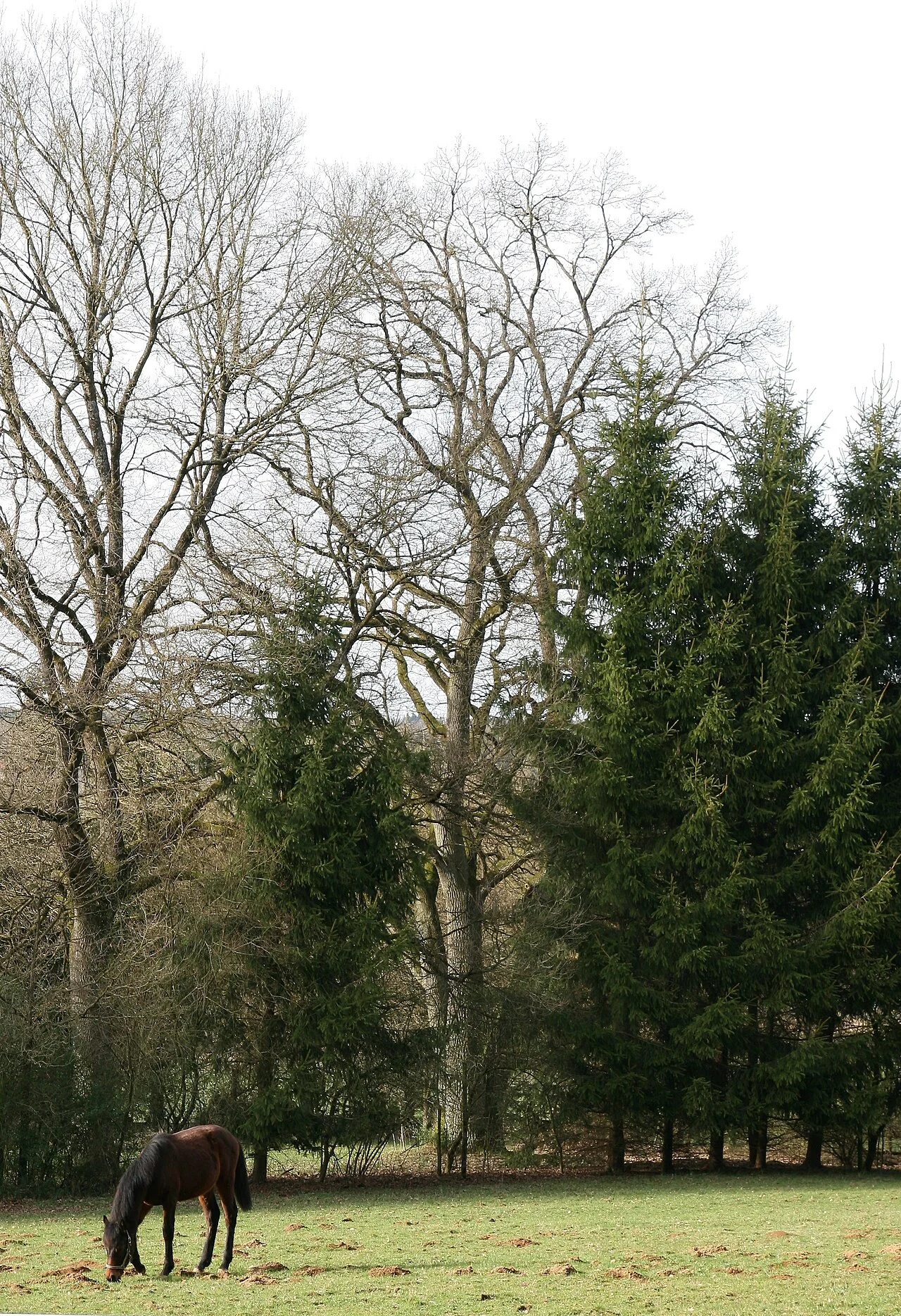 Photo of Marienrachdorf