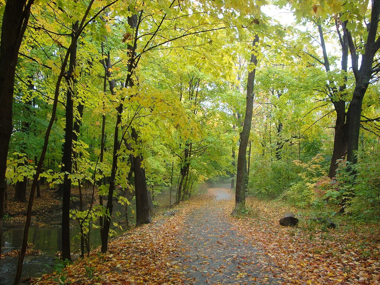 Photo of Markland Wood