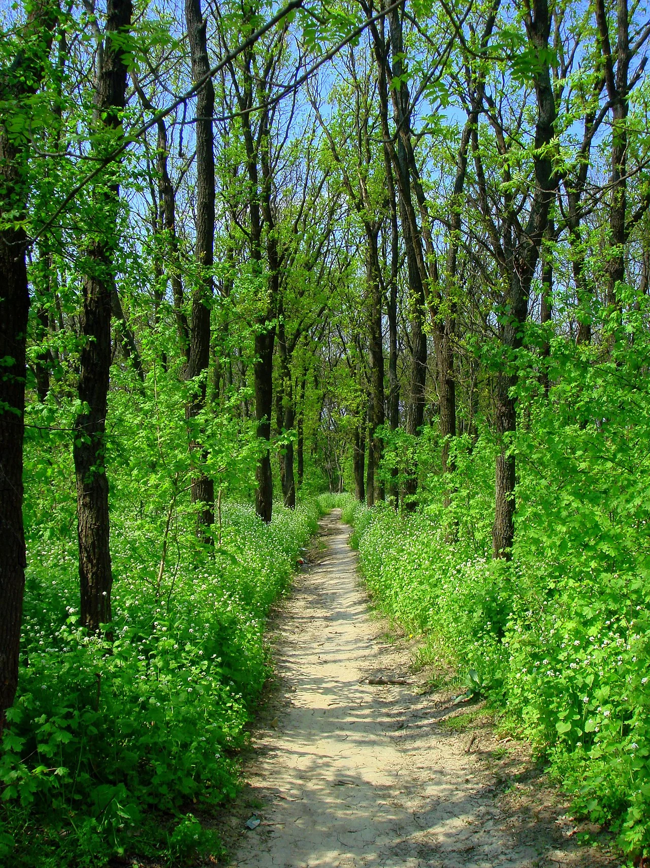 Photo of Martynivske