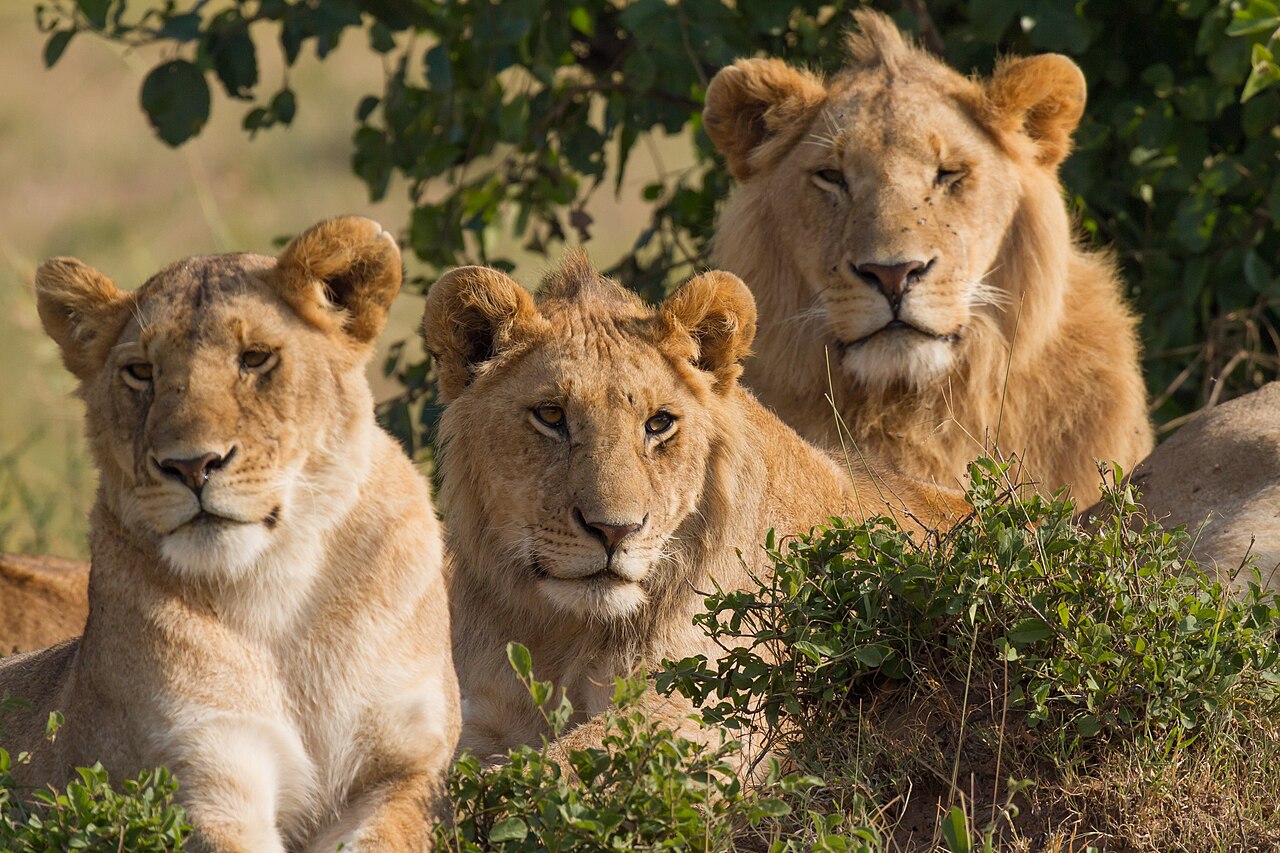 Portrait of three lions (one female and two males) of a pride, all resting at morning time. Taken in Maasai Mara, southwest Kenya.