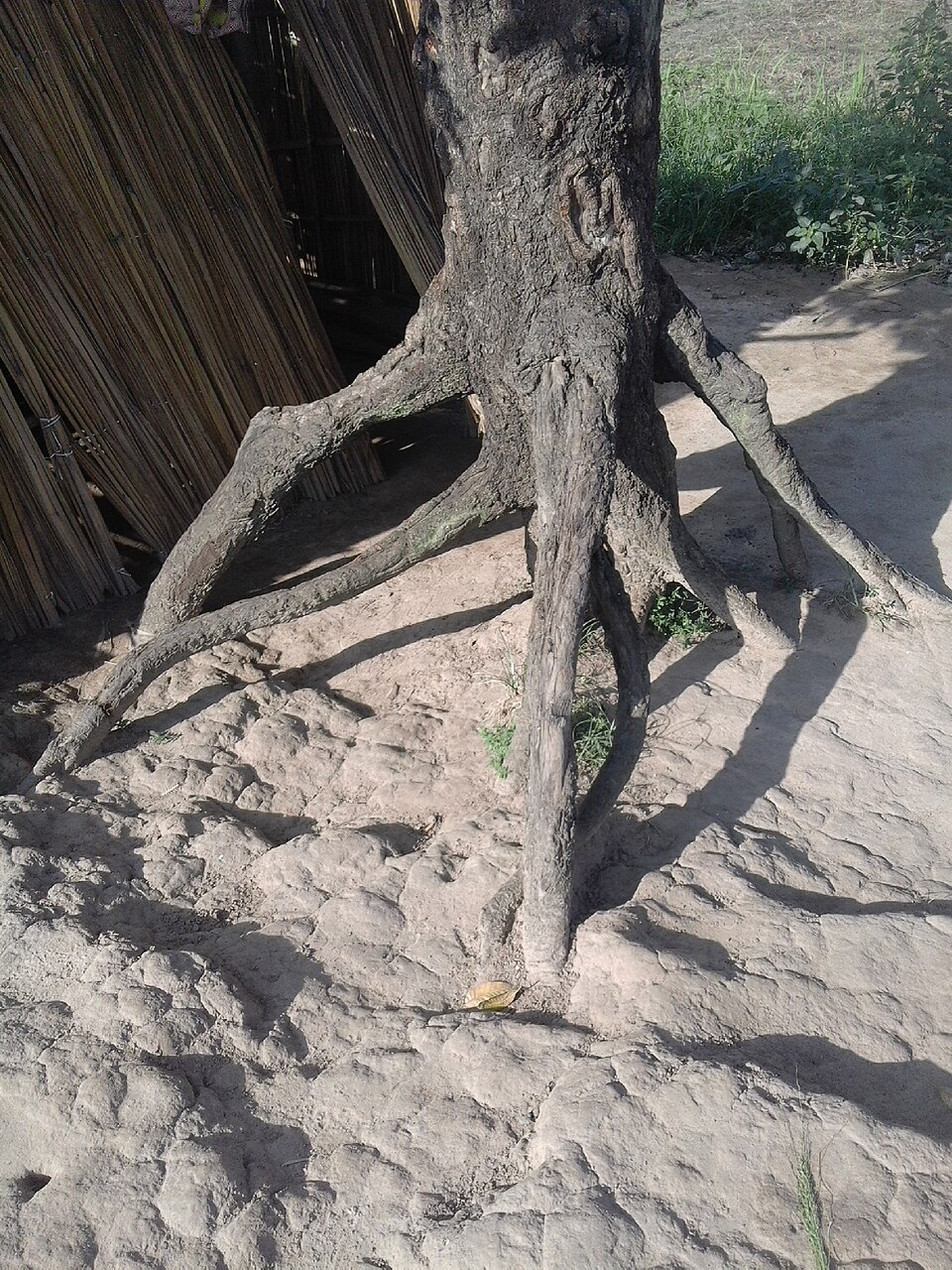 Erosion Masina manguier
