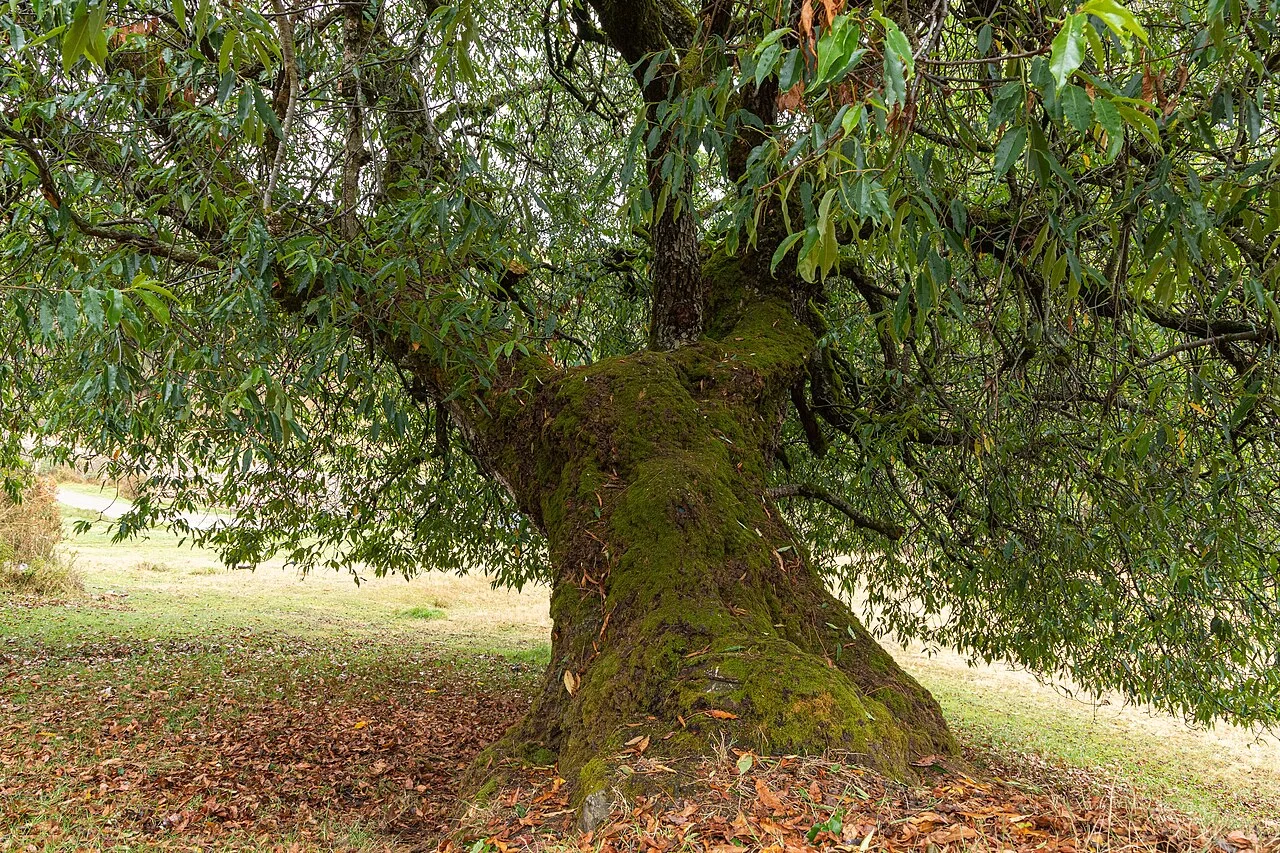 Photo of Masma Chicche