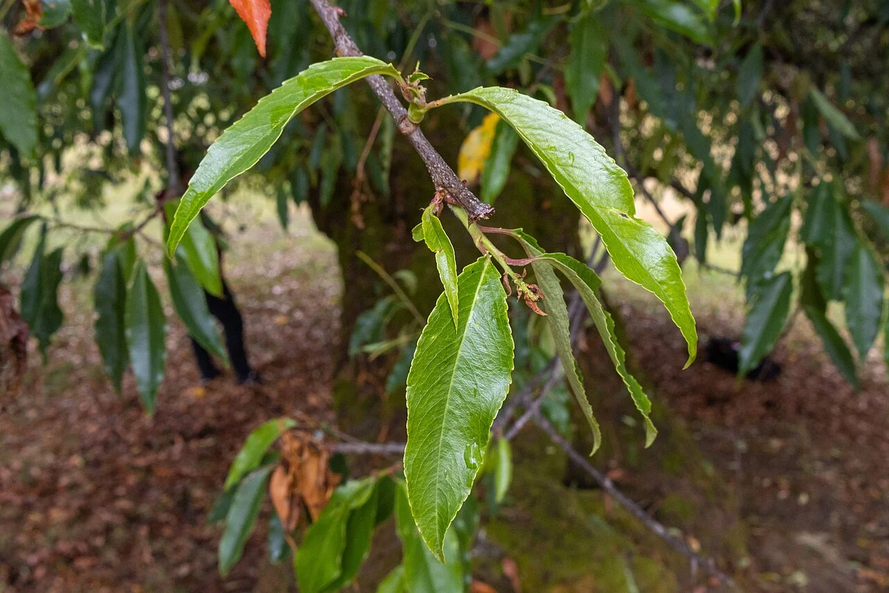 Photo of Masma Chicche