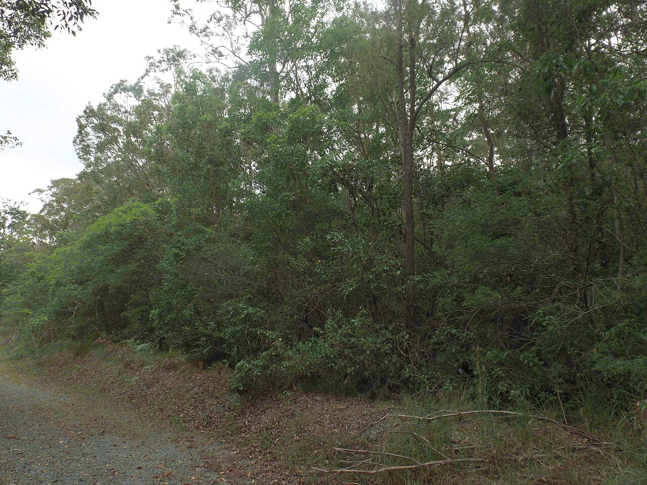 Photo of bush within Nerang National Park on the boundary of Maudsland and Nerang at the Gold Coast, Queensland, Australia. Trail is a cleared break between housing estate and national park taken from Cargellico Street.