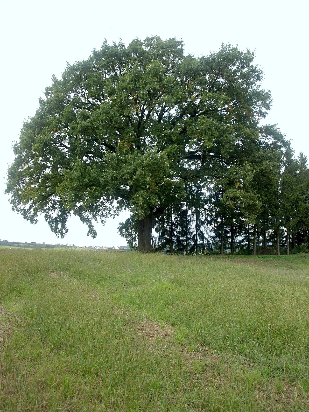Photo of Mauer bei Amstetten