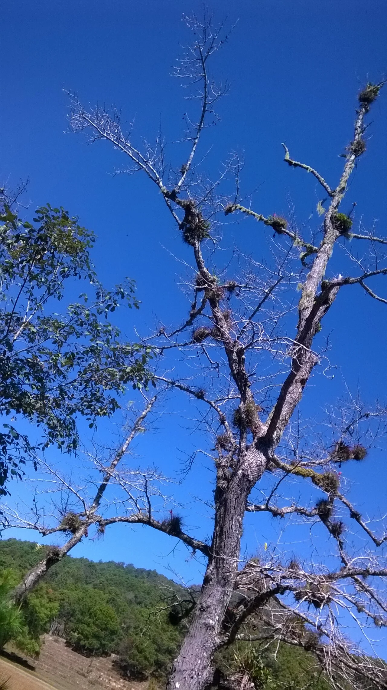 Photo of Mazatlán Villa de Flores