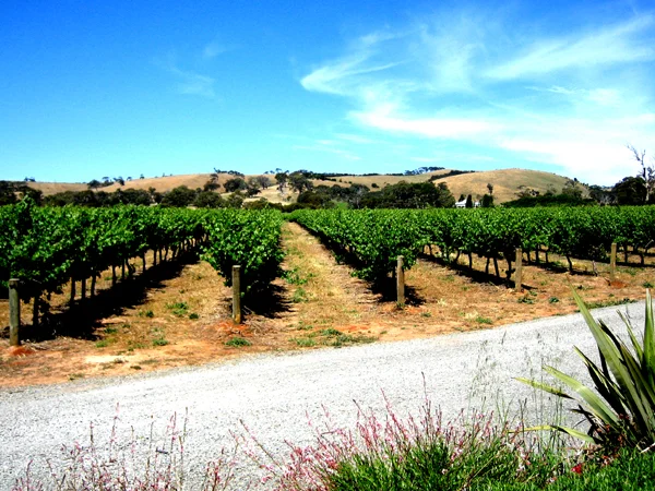 Photo of McLaren Vale