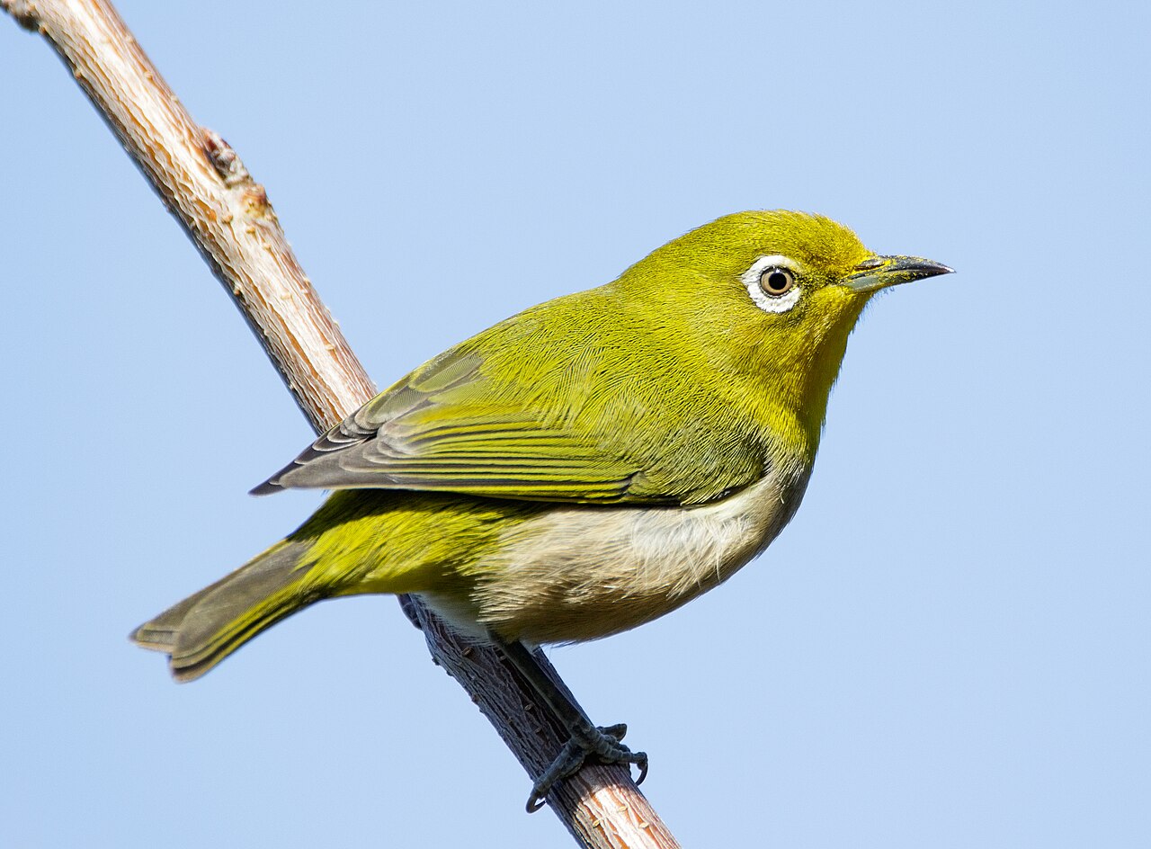 Japanese white-eye at Tennōji Park in Osaka.