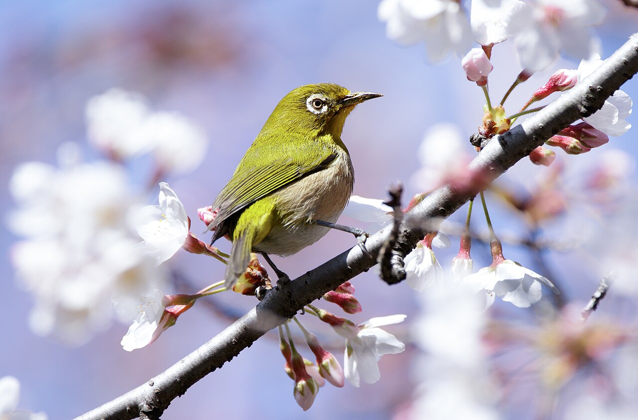 Japanese White-eye at Tennōji Park in Osaka.