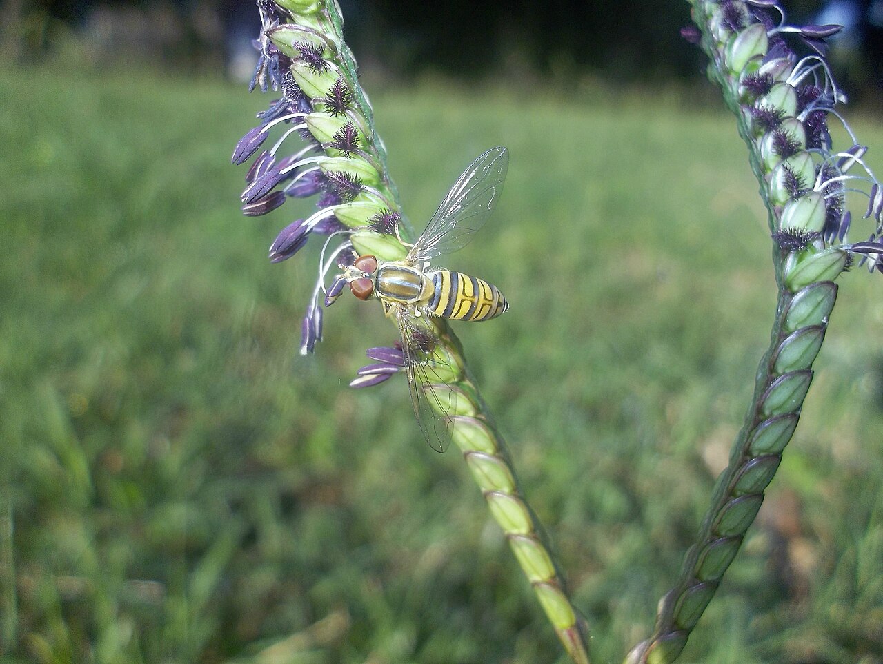 a very small flower fly eating in Merlo , Argentina