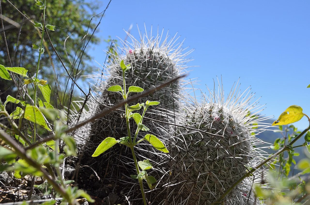Photo of Metztitlán