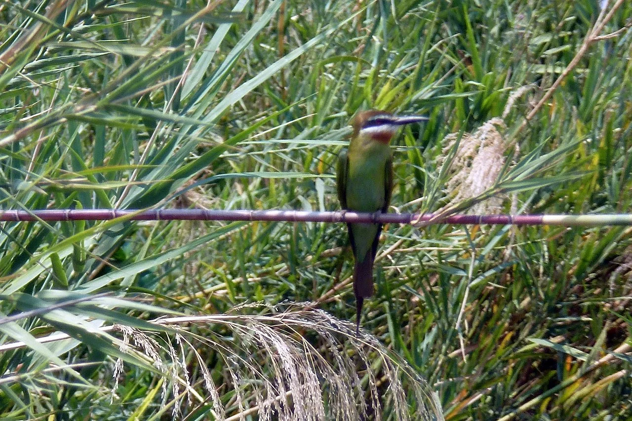 Photo of Miandrivazo