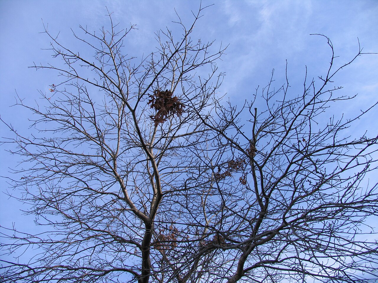Middle Park is dotted with plan trees that lose their leaves in autumn.
