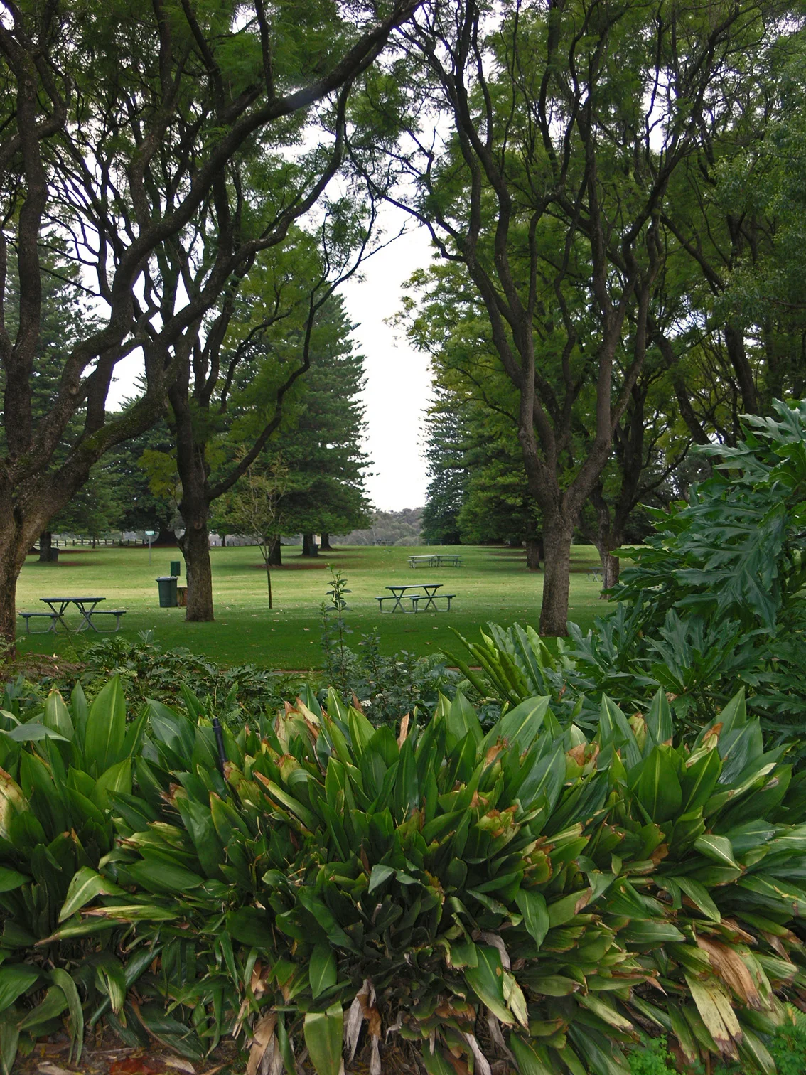 Photo of Middle Swan