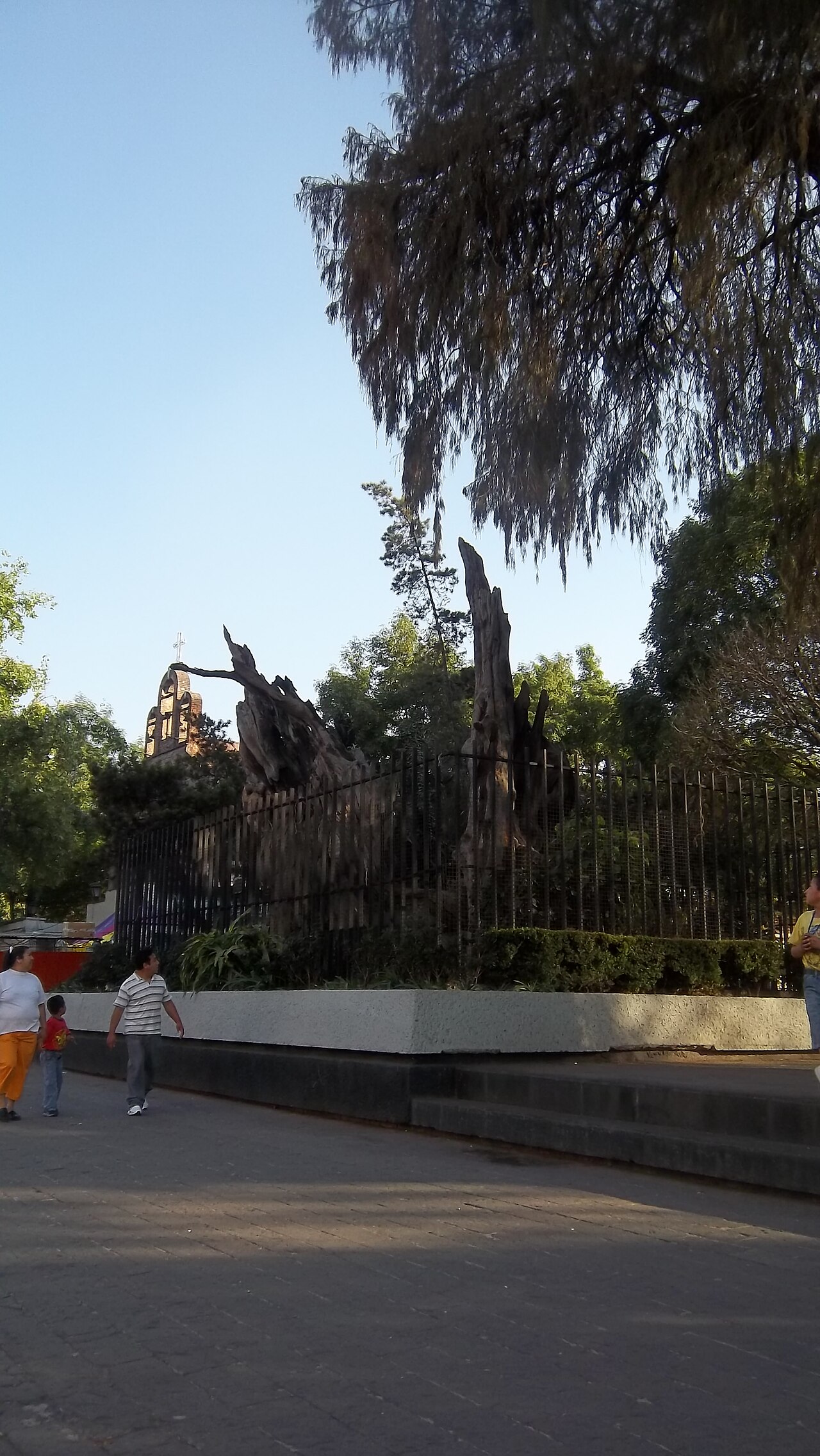 Ahuehuete al que la tradición considera el árbol de la Noche Triste, donde supuestamente Hernán Cortés lloró su expulsión de México Tenochtitlan en 1520.