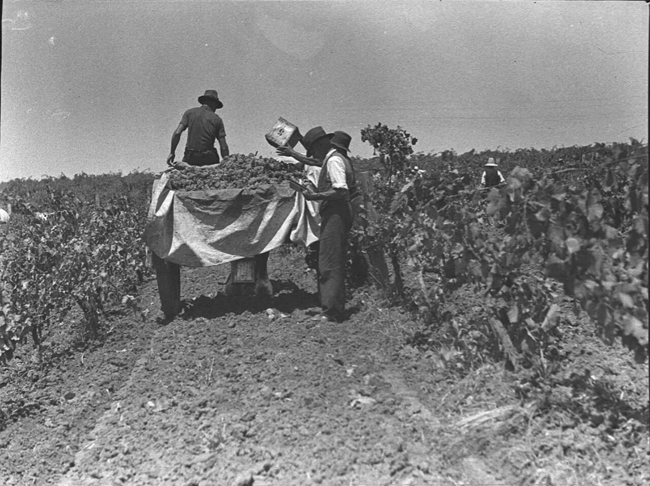 Photo of Minchinbury