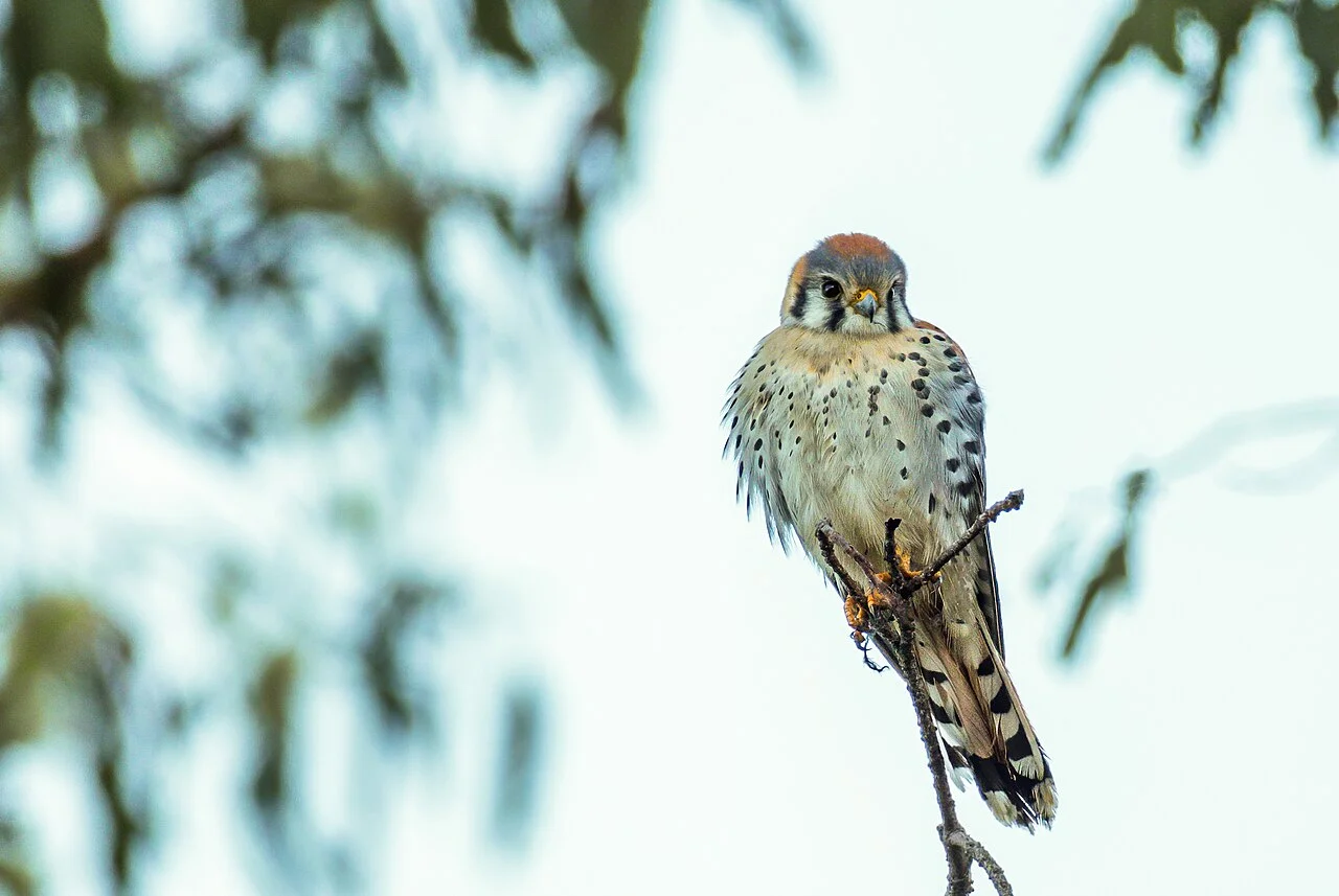 Photo of Mission Canyon