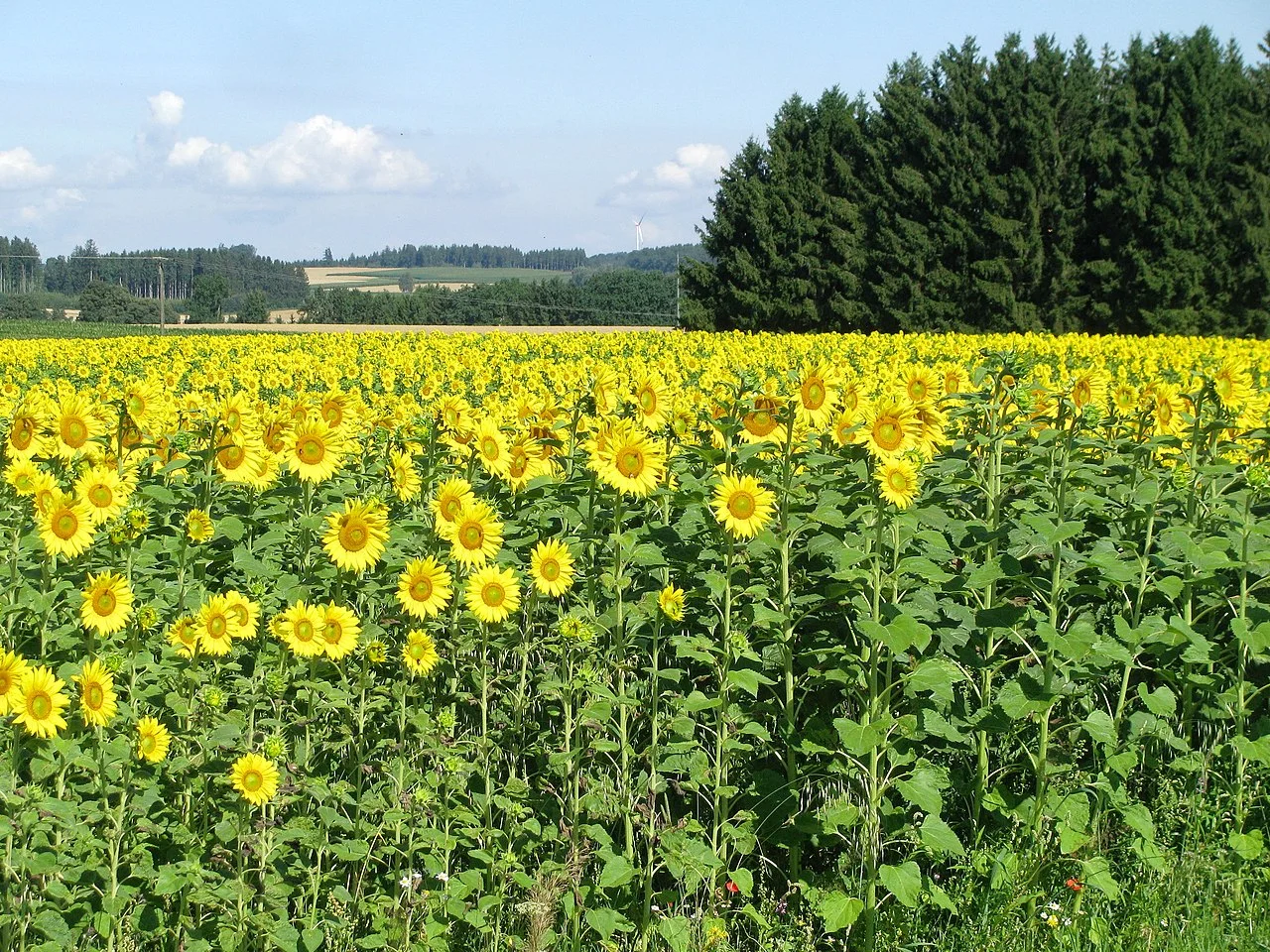 Photo of Mittelstetten