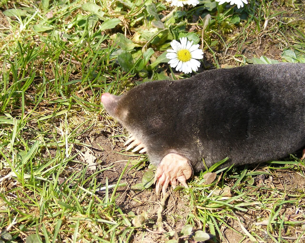 Photo of Mole