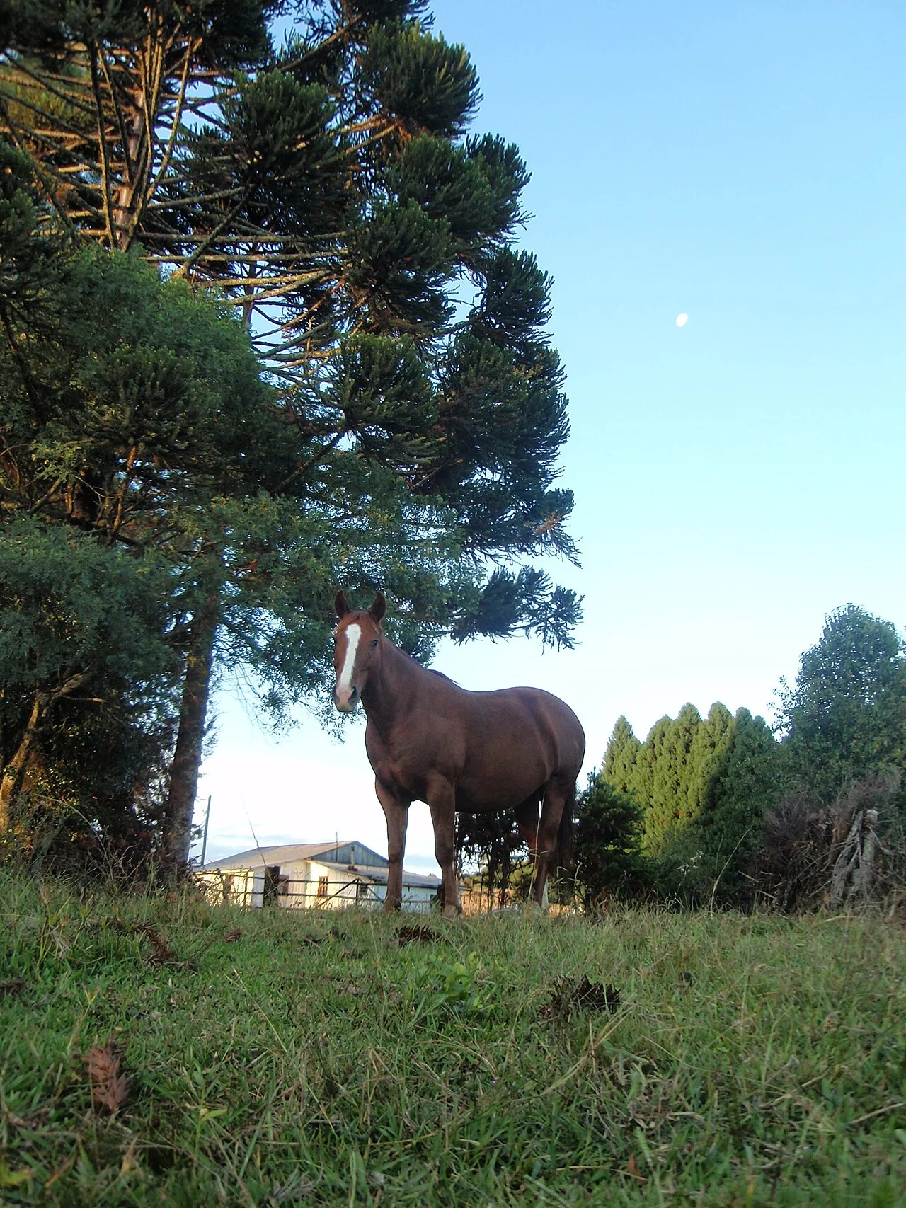 Photo of Monte Alegre dos Campos
