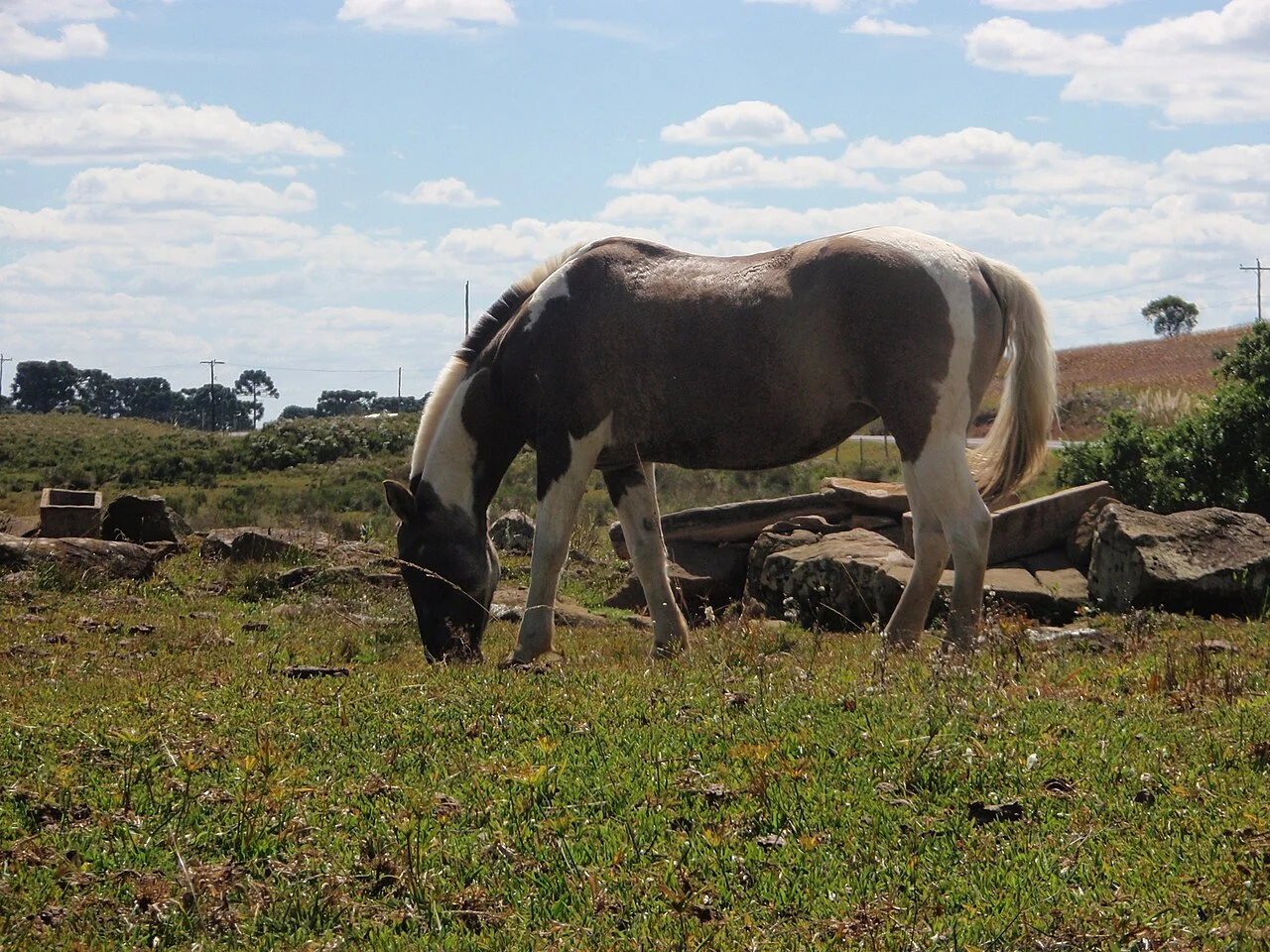 Photo of Monte Alegre dos Campos