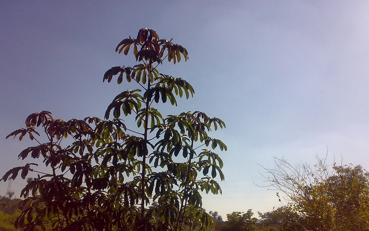 Photo of Monte Carlo