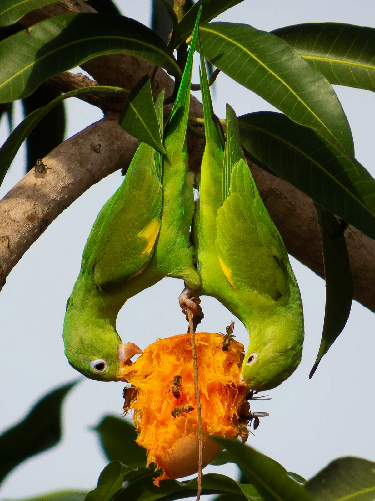 Photo of Monte Santo do Tocantins