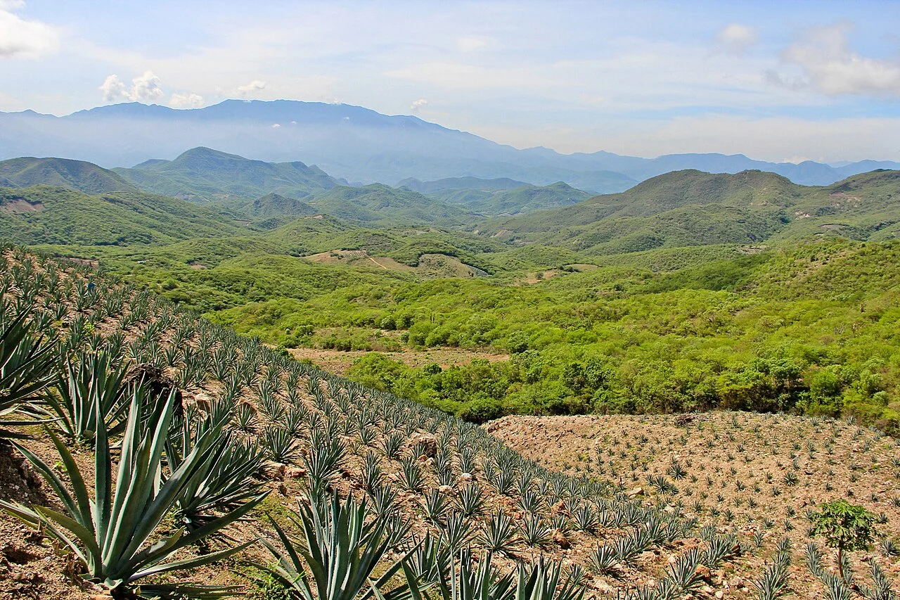 Photo of Monte Verde