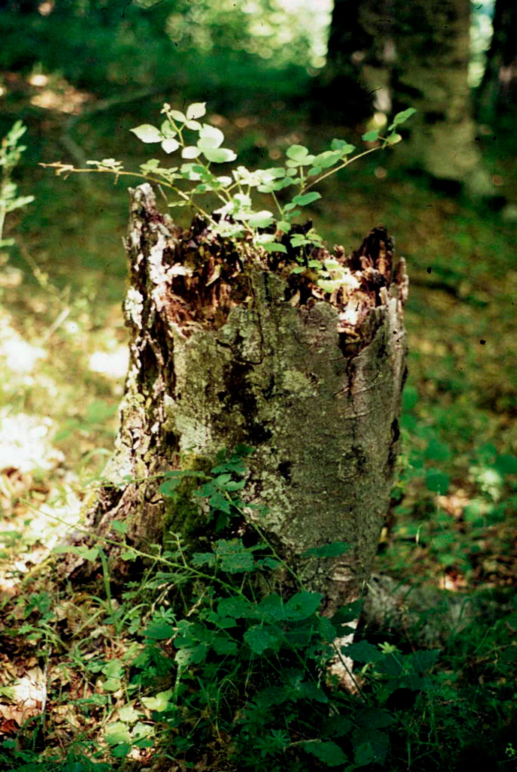 Photo of Montenegro de Cameros