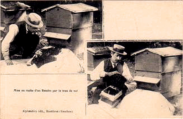 Traitement d'un essaim par un apiculteur de Montfavet dans les années 1920