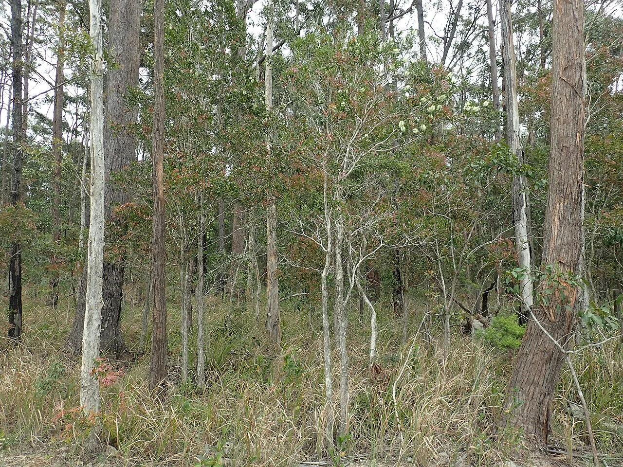 Photo of Moonee Beach