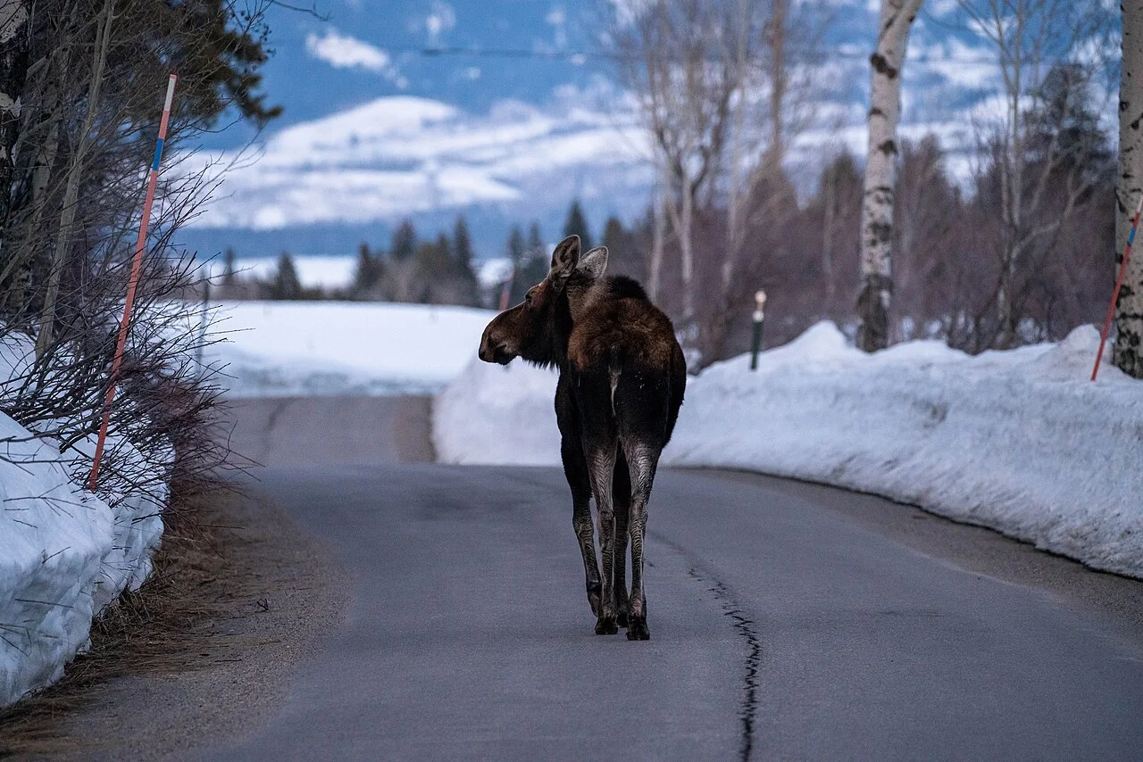 Photo of Moose Wilson Road