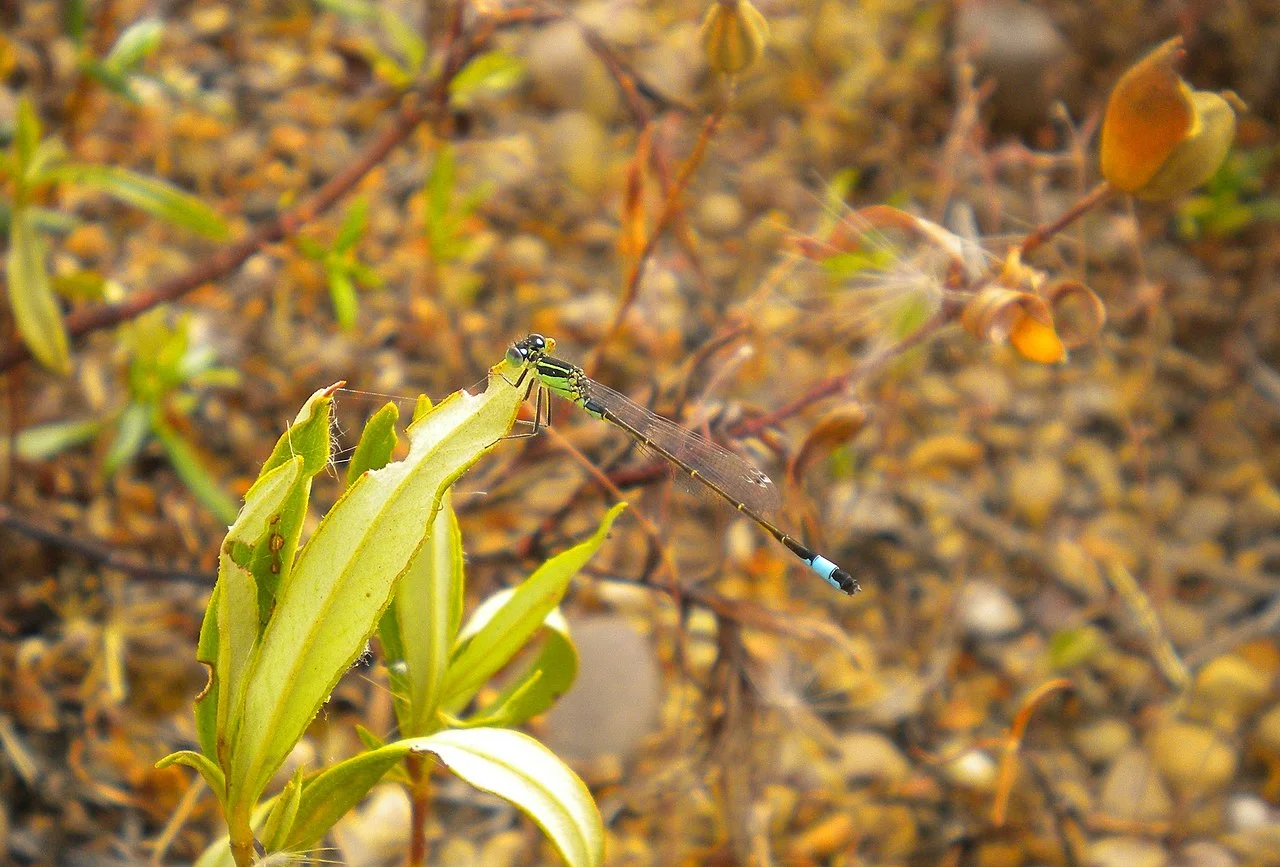 Photo of Moreruela de Tábara