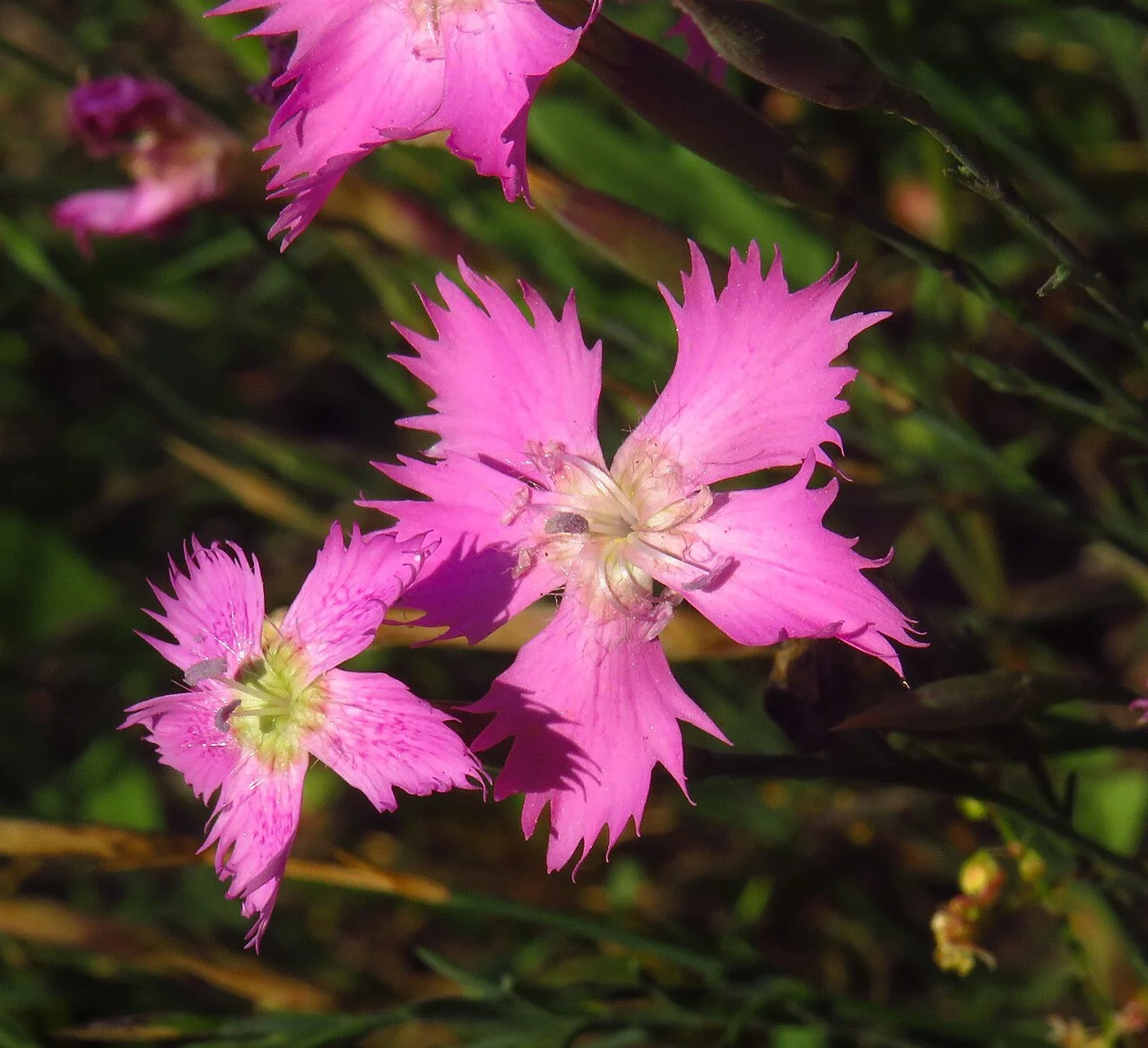 Photo of Moreruela de Tábara