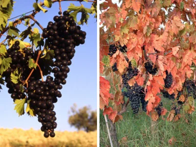 Photo of Morro d'Alba