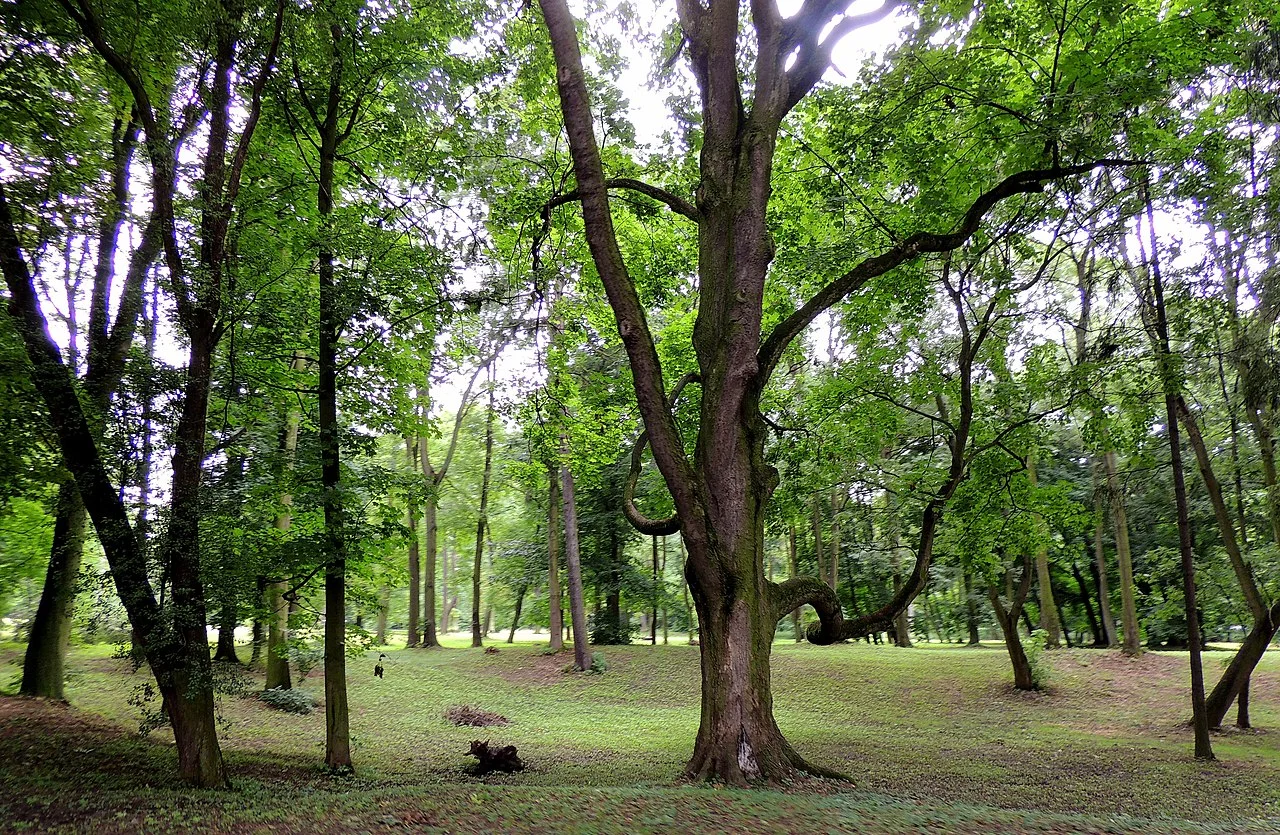 Photo of Moszczenica