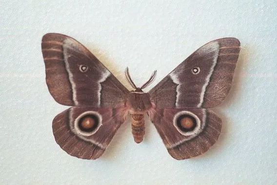 Photo of Moth