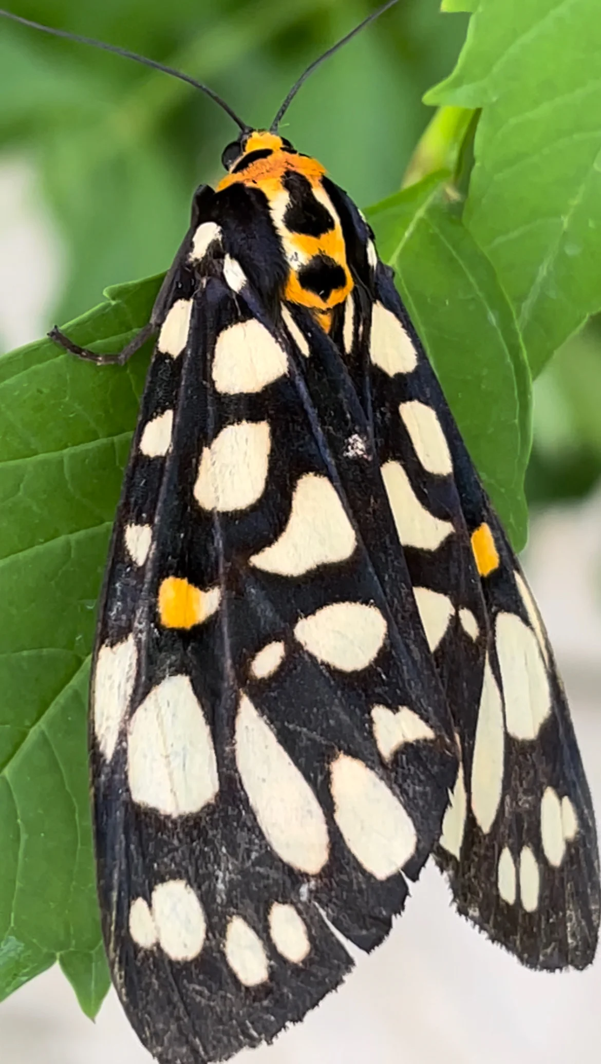 Photo of Moth