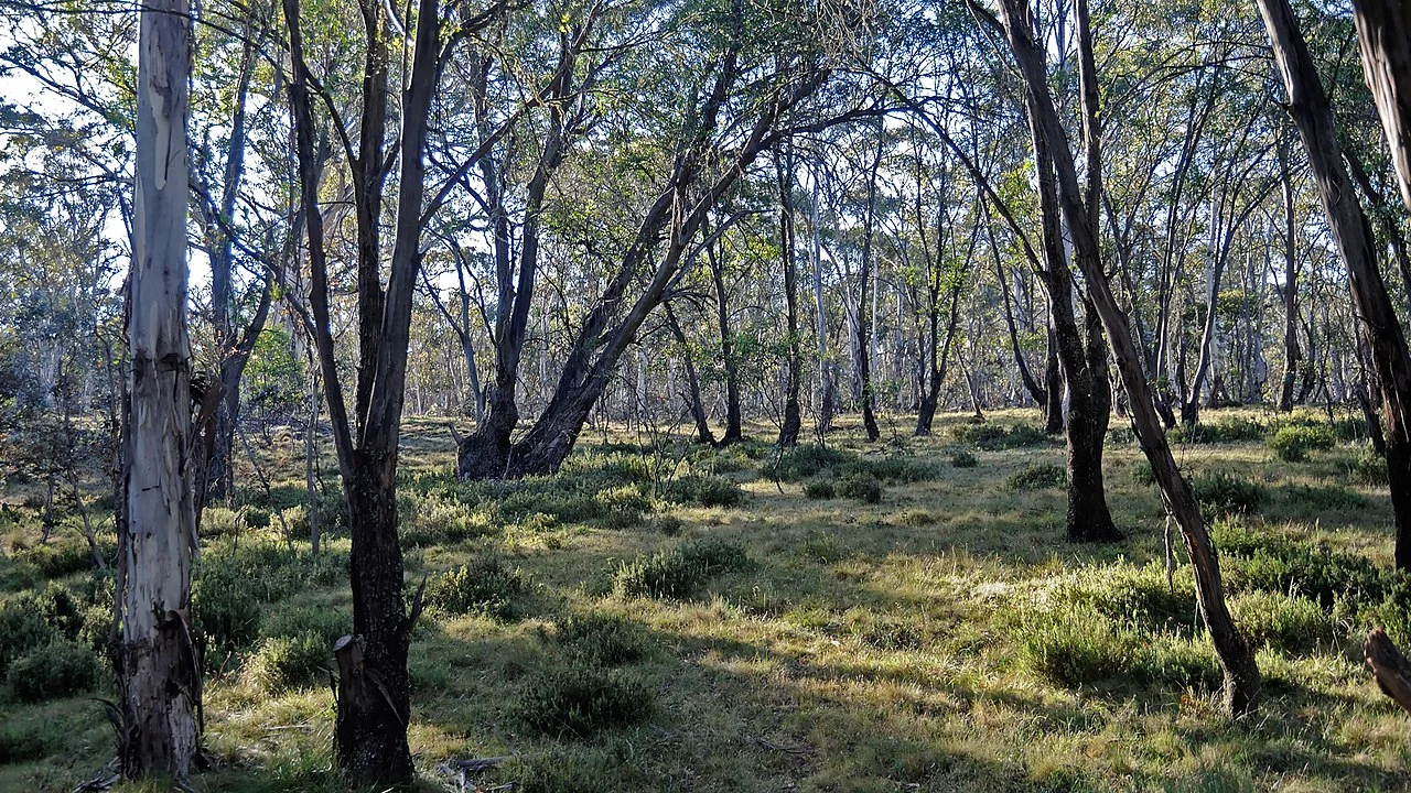 Photo of Mount Clear