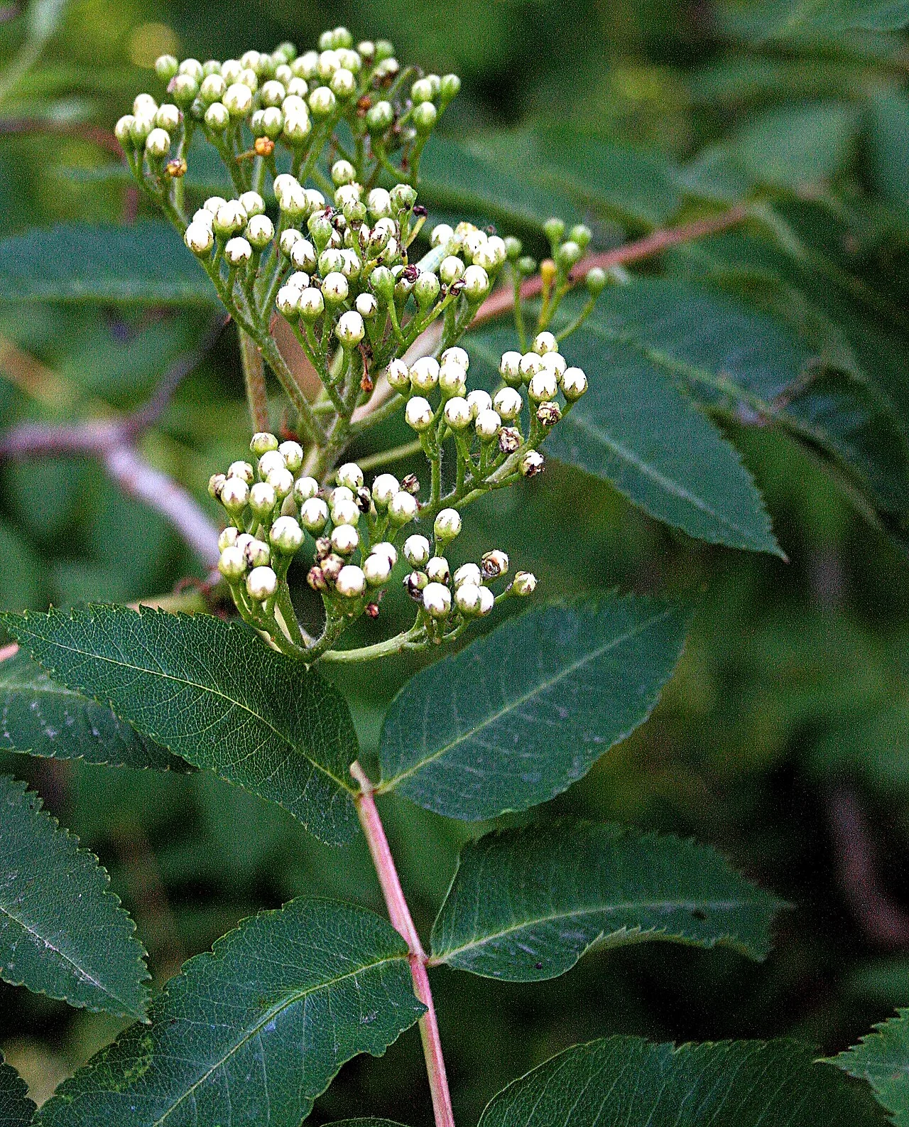Photo of Mountain Ash