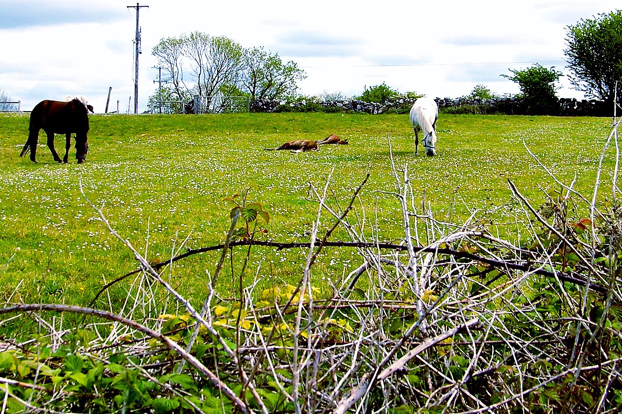 Moycullen - Prize-Winning Connemara Ponies