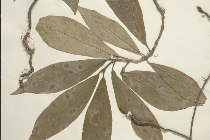 Photo of Muelle de los Bueyes