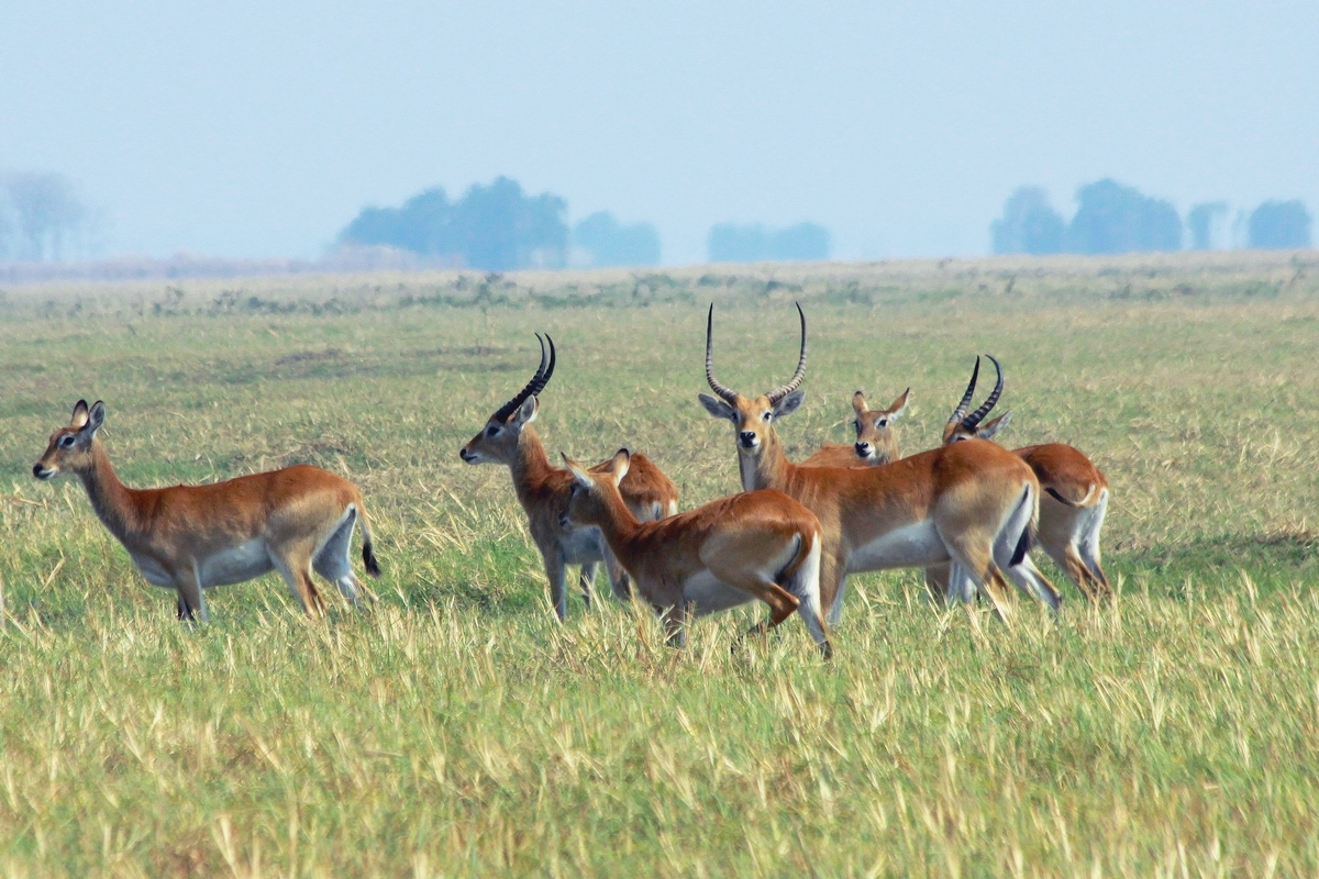 Photo of Red Lechwe uploaded from iNaturalist.