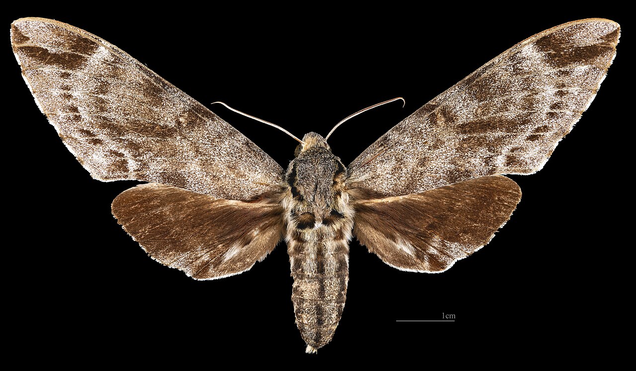 Meganoton analis scribae - Dorsal side
Collection of the Mathematician Laurent Schwartz