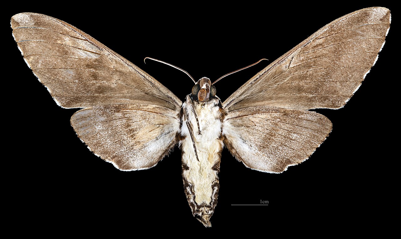 Meganoton analis scribae - △ Ventral side
Collection of the Mathematician Laurent Schwartz