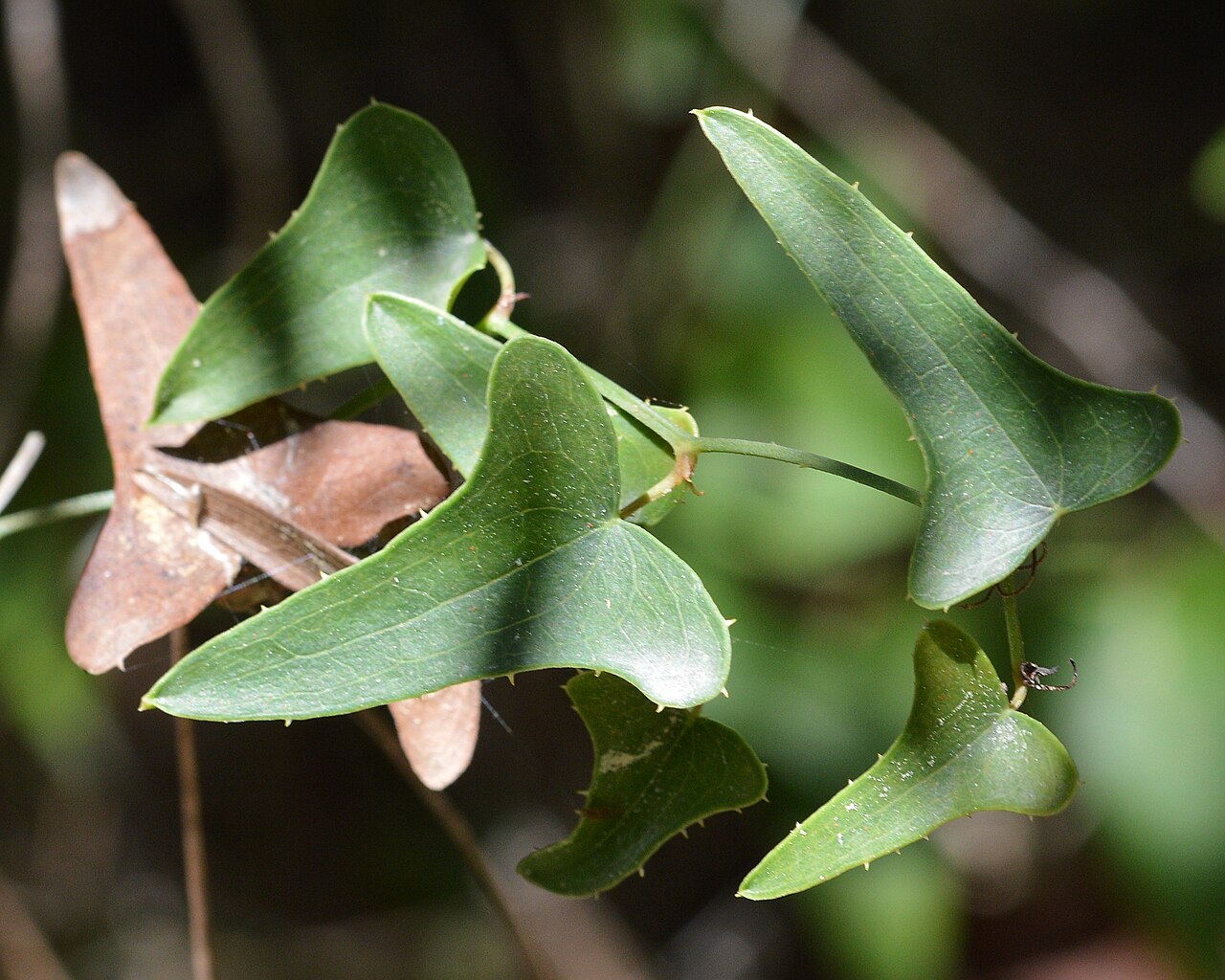 Rough Bindweed (Smilax aspera) in Muro, Spain.