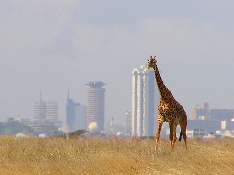 A lone giraffe in Nairobi National Park.