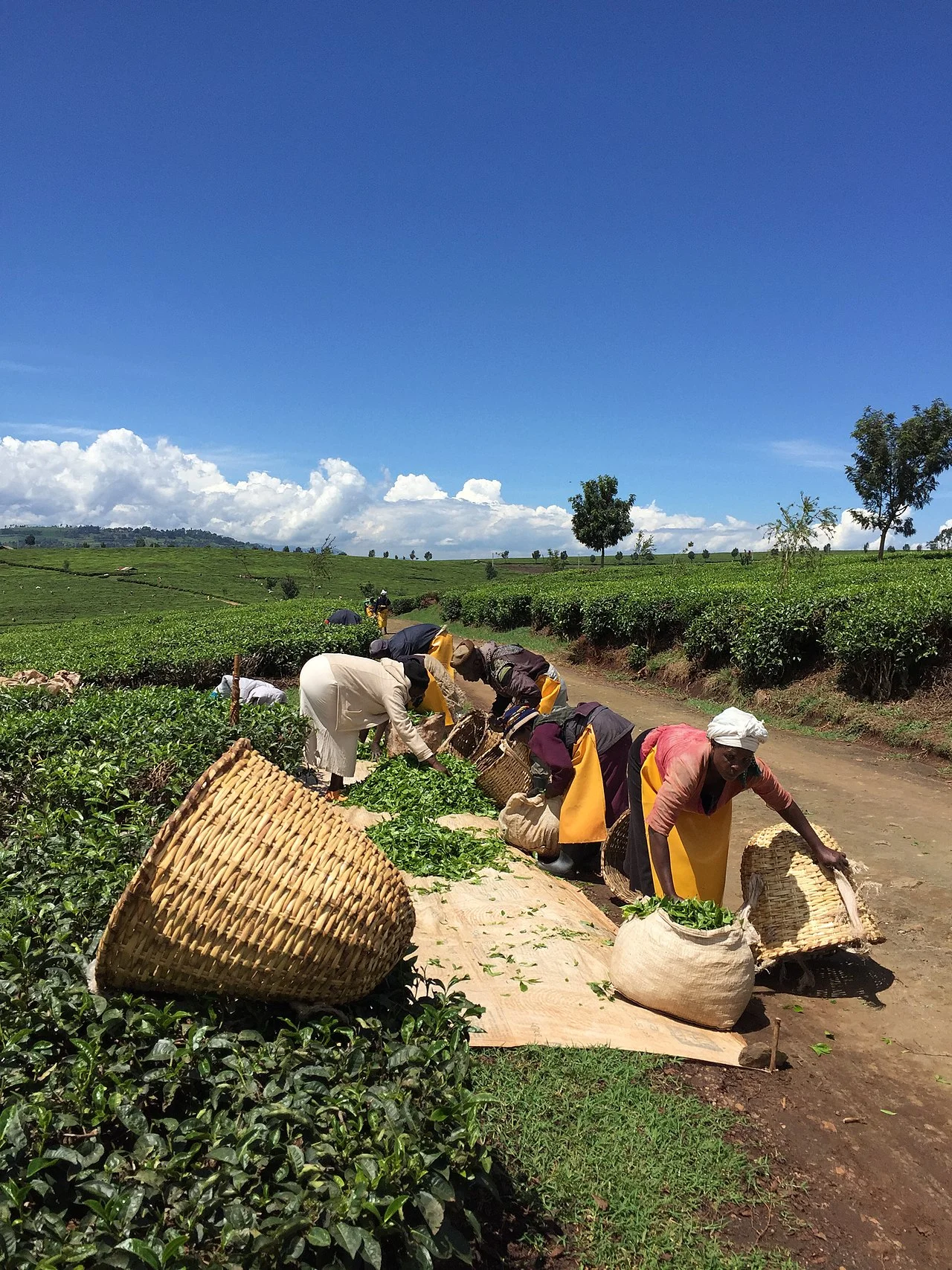 Photo of Nandi Hills