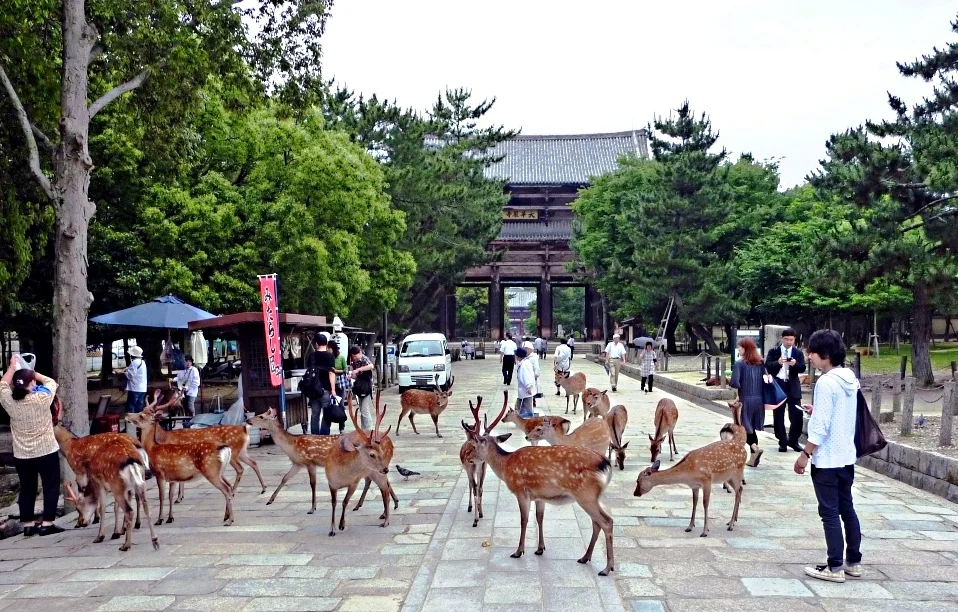 Photo of Nara-shi